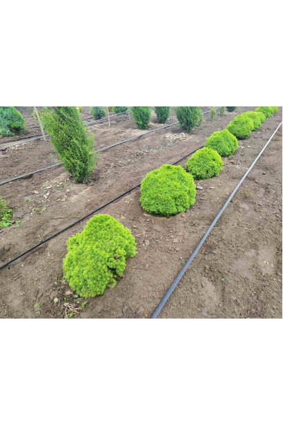 Ялина канадська Альберта Глобе - ком23кг/вис.30-35см/Ø30-35см